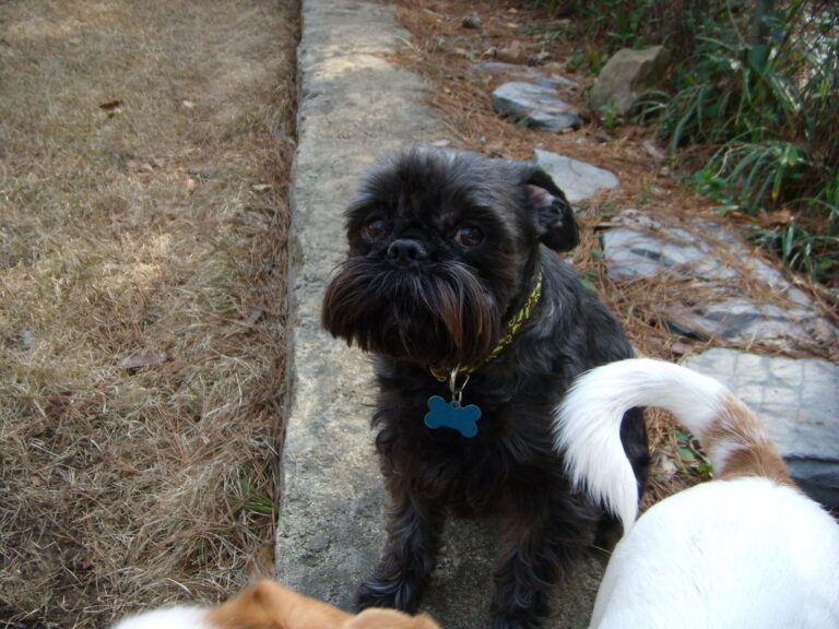 30 Small Dog Breeds That Stay Adorably Puppy-Sized Forever - Dog Breed Pro