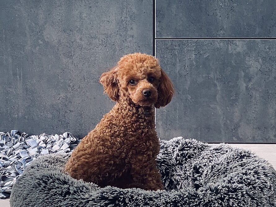 brown poodle on black and white textile