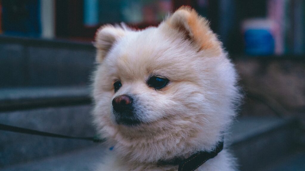 white pomeranian puppy on focus photo