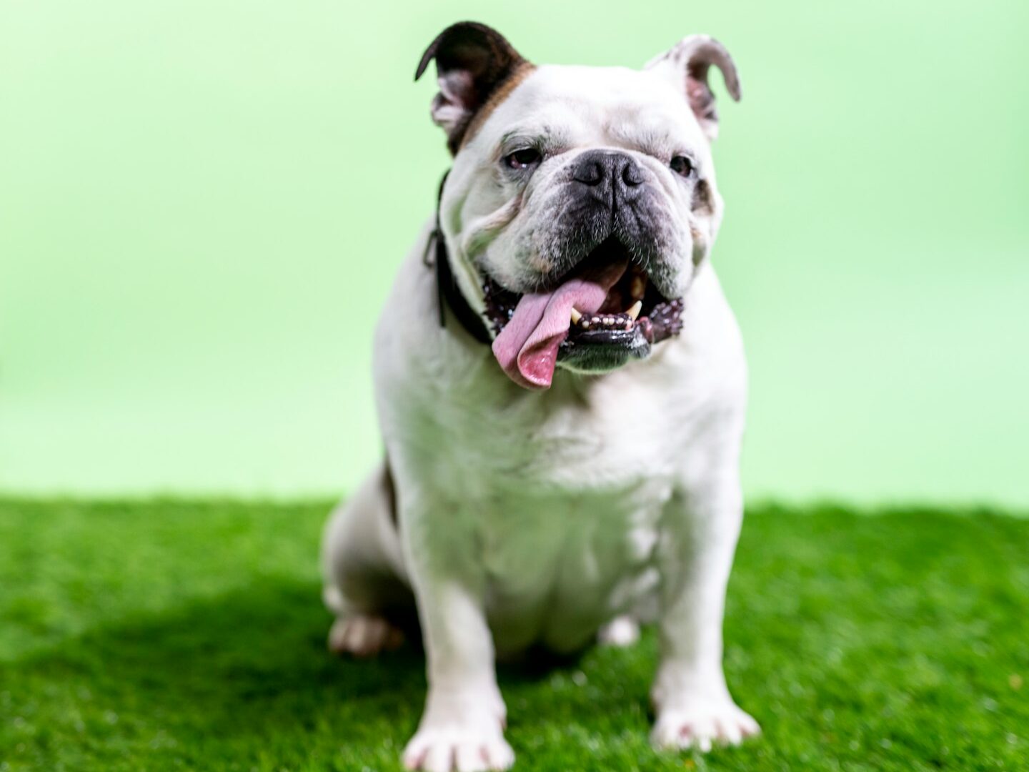 white and black english bulldog on green grass field during daytime