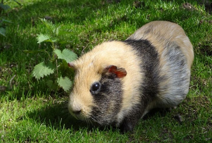 Guinea Pigs