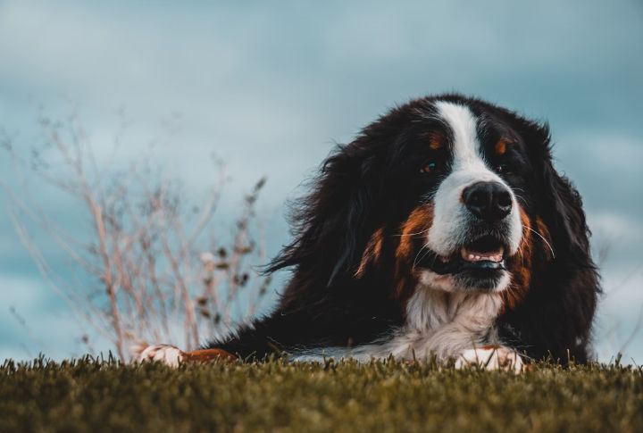 Natural Guard Dog Instincts
