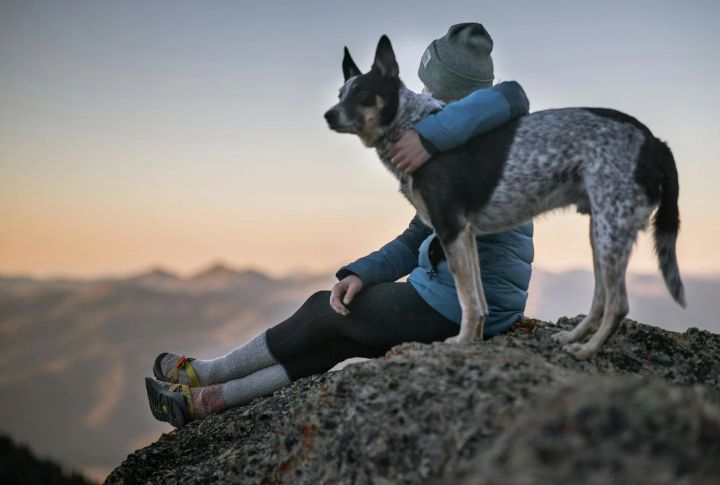 Dogs Don't Let You Isolate Completely