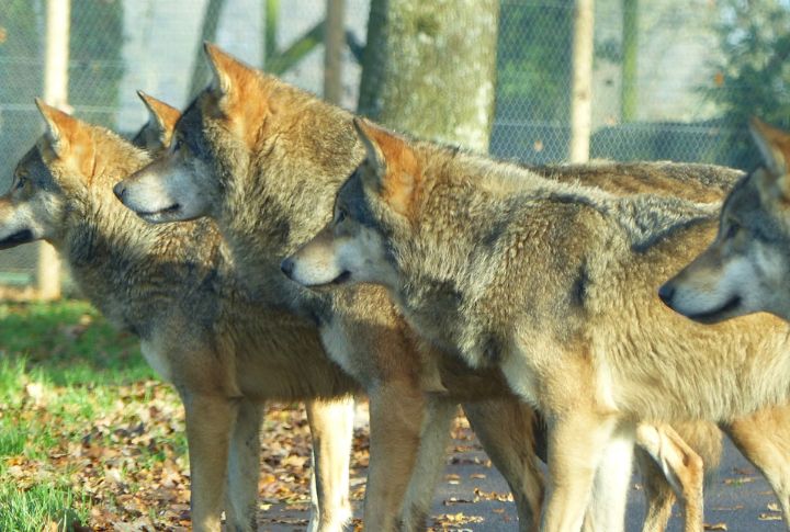 Wolves Practice Food Sharing Among Pack Members