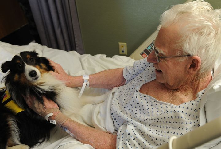 Dogs As Emotional Anchors In Hospice Care