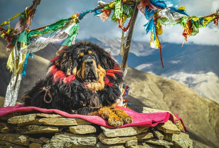 Tibetan Mastiff