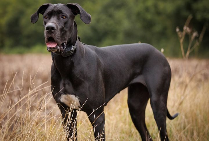 Great Dane