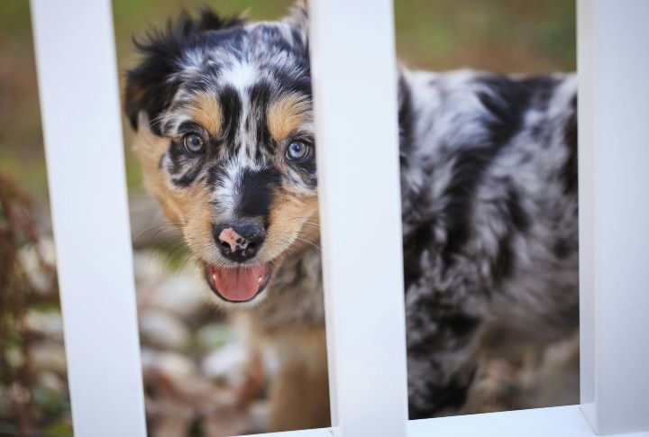 Australian Shepherds