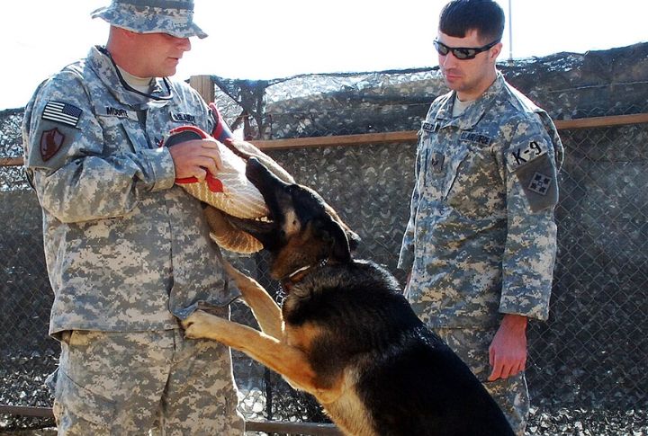 Train At Lackland With A Certified Dog