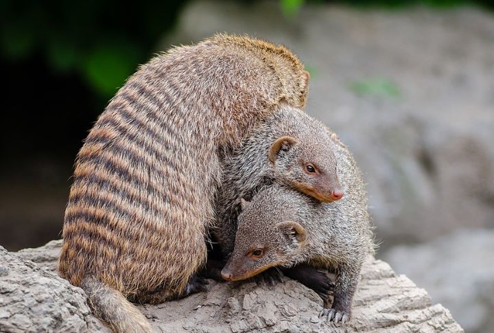 Mongooses: Jungle Guardians