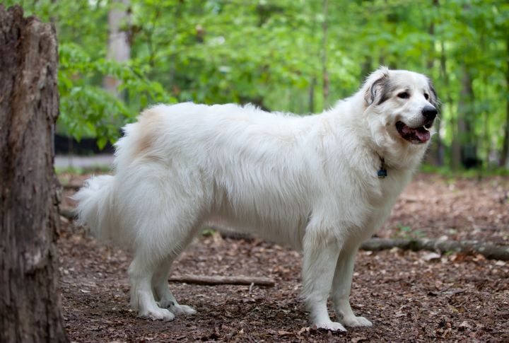 Great Pyrenees
