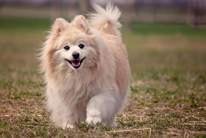 “Teddy” The Pomeranian