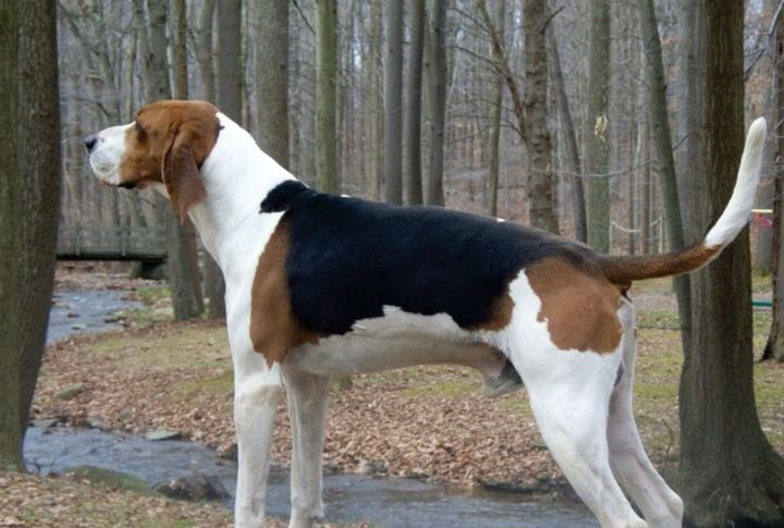 Their Long Ears Help Funnel Sound During Hunts