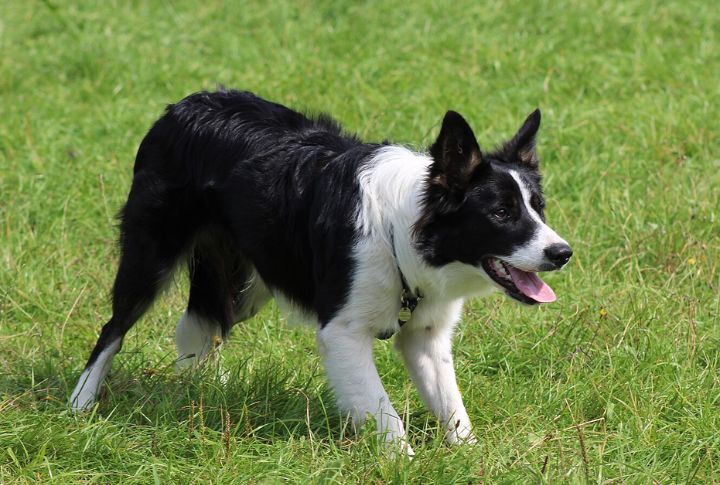 Border Collies