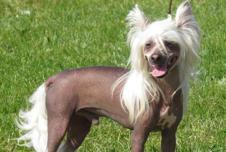 Chinese Crested Can Be Willful And Timid