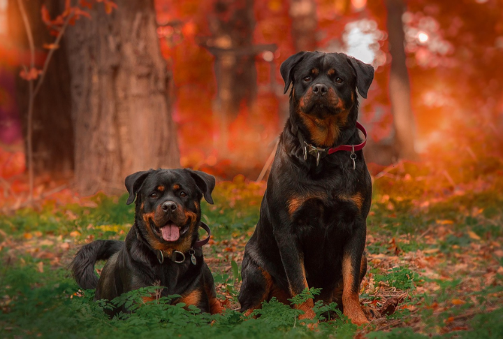 Rottweiler