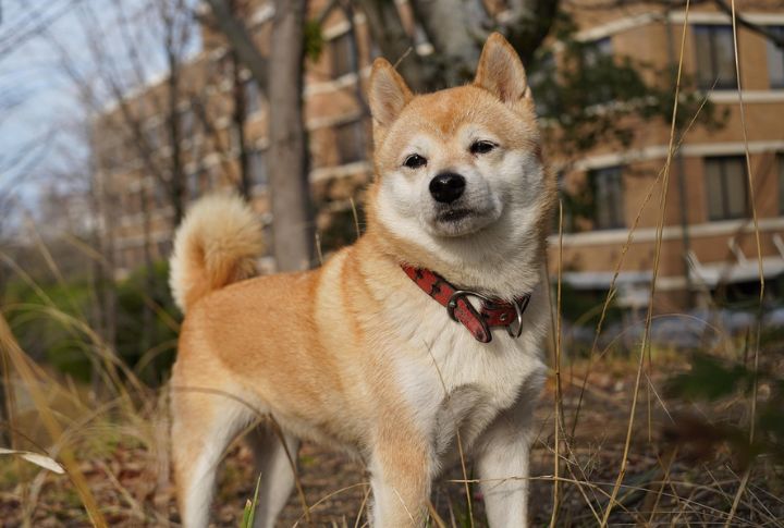 Virgo: Shiba Inu
