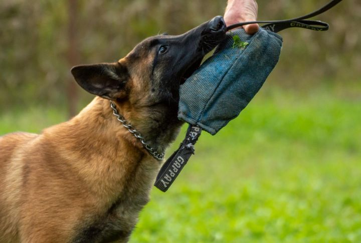 They’re Born to Bite