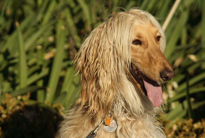 Sighthound With Tunnel Focus