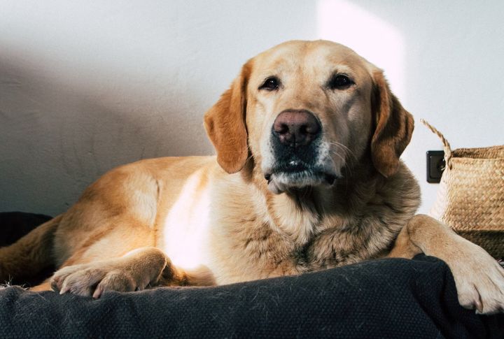 Labrador Retrievers
