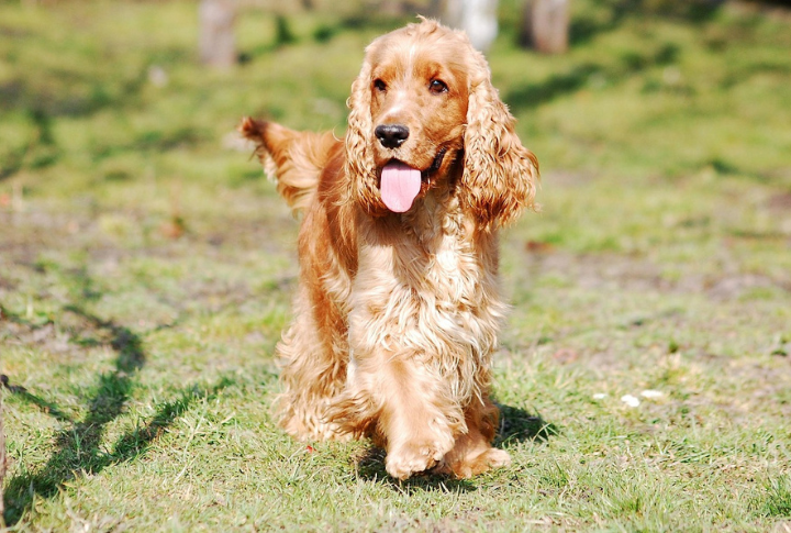 Cocker Spaniel