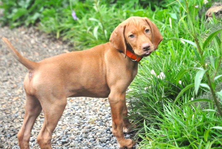 Vizsla