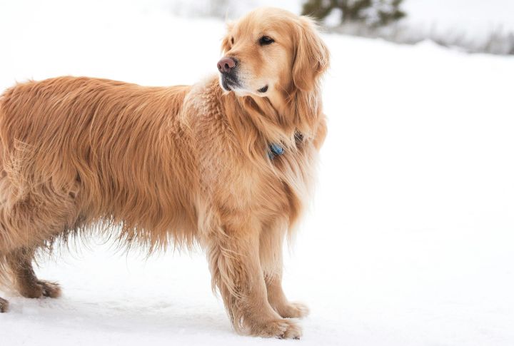 Promotes Healthy Skin And Coat