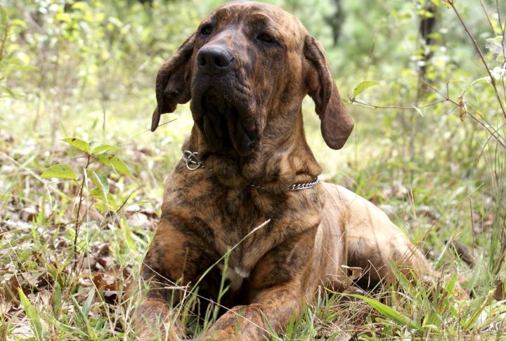Brazilian Mastiff