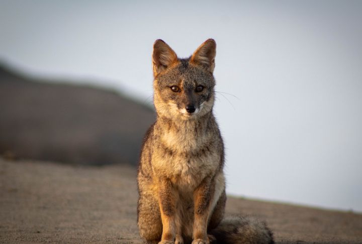 Sechuran Fox