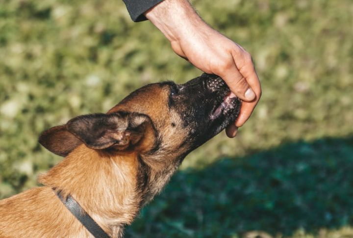 Belgian Malinois
