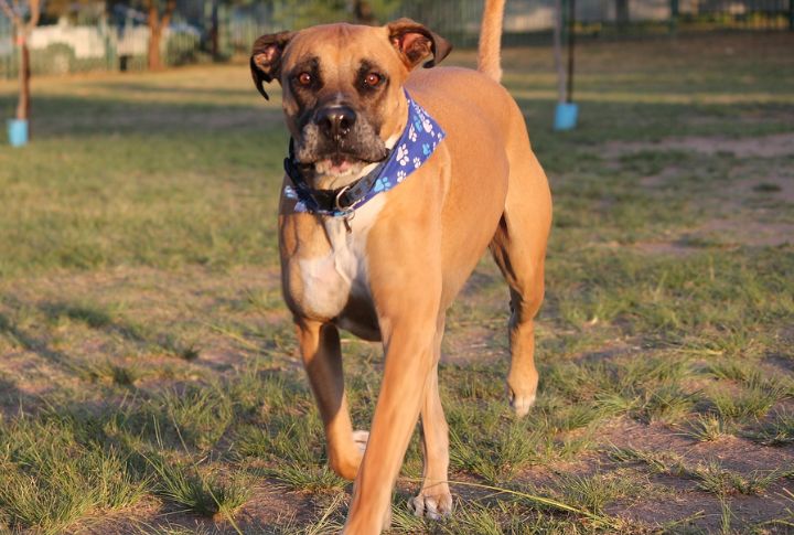 Bullmastiff