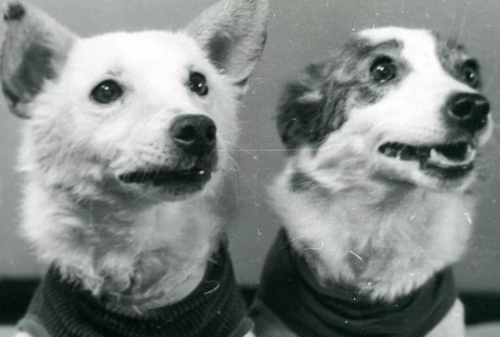Strelka And Belka: The Dogs Who Survived Space