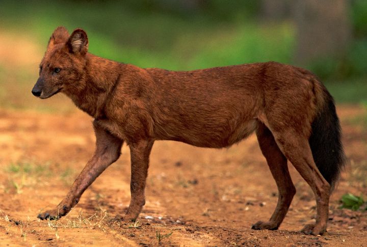 Dholes Breach Tiger Territory