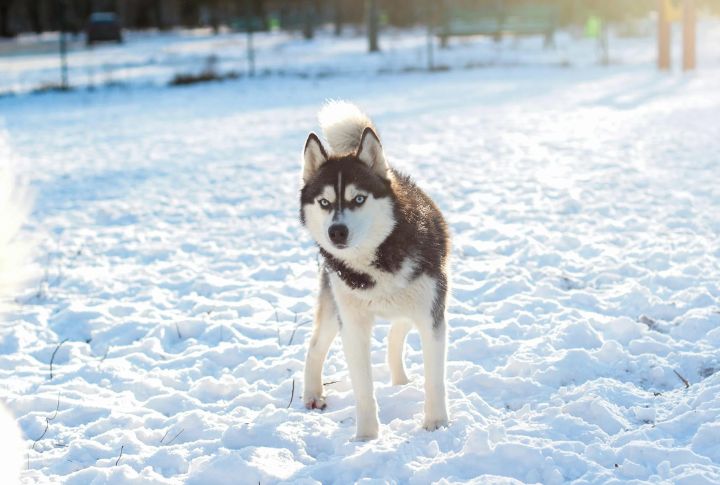 Siberian Husky