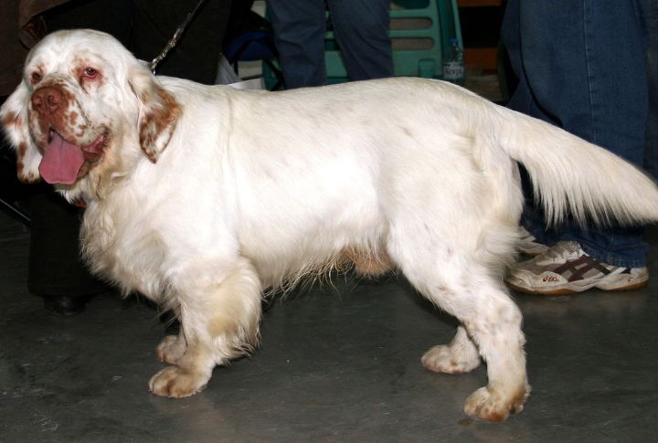Clumber Spaniel