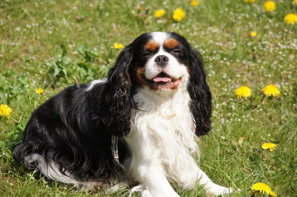 dog, cavalier, cavalier dog, spaniel, breed of dogs, animal, cavalier king charles spaniel, caviś, pet, cavalier king charles spaniel dog