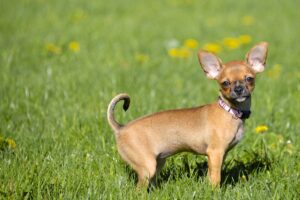 30 Small Dog Breeds That Stay Adorably Puppy-Sized Forever - Dog Breed Pro