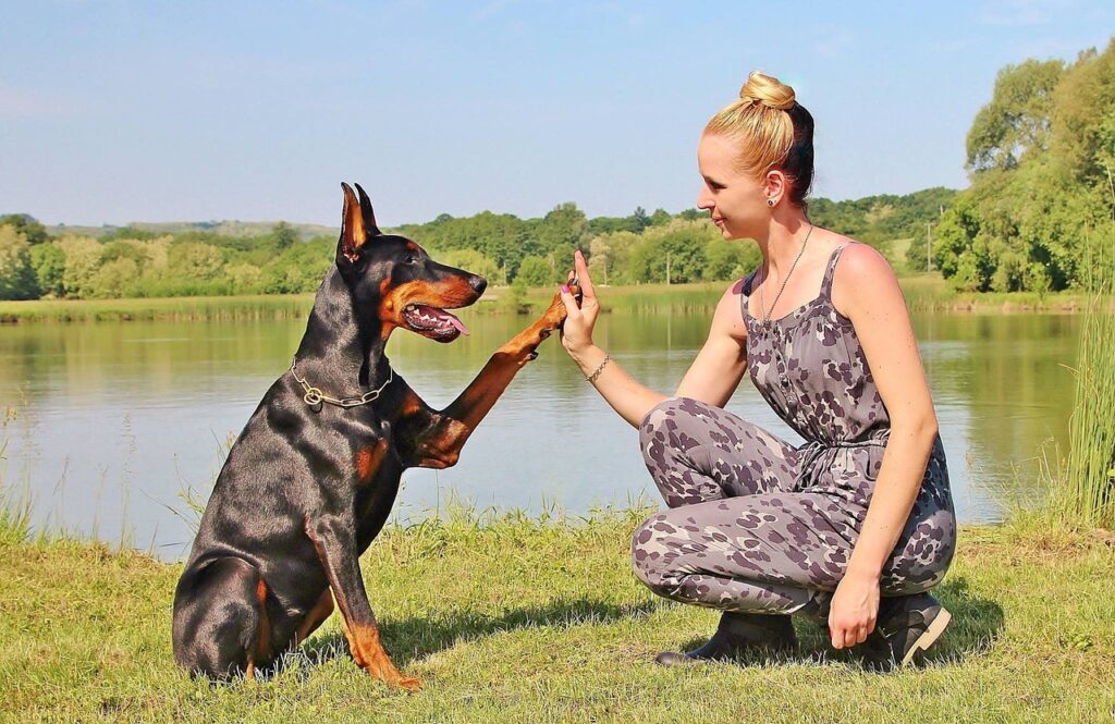 woman, dog, animal, pacsi, paw, hobby, pet, doberman pinscher, nature, friendship, people, animals