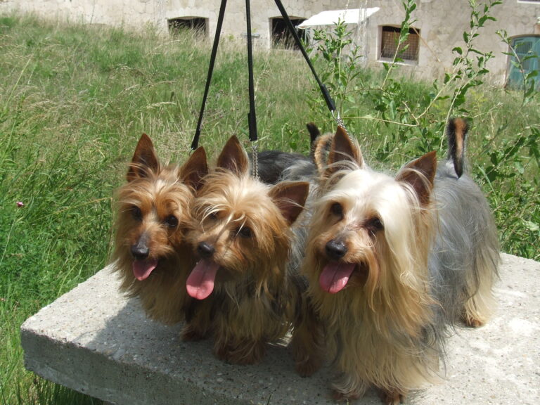 30 Small Dog Breeds That Stay Adorably Puppy-Sized Forever