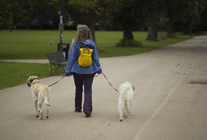 Take Them For Regular Walks