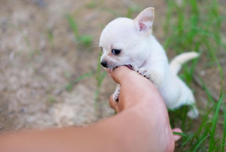 Gentle Bite Behavior