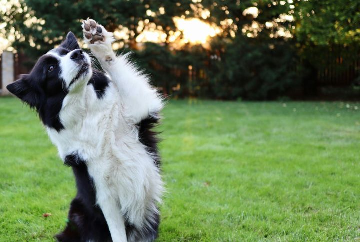 Lifting One Paw