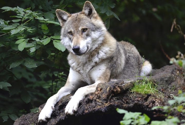 Wolves Use Body Blocking To Establish Rank