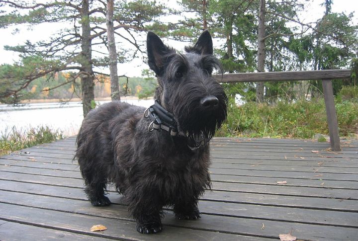 Scottish Terrier
