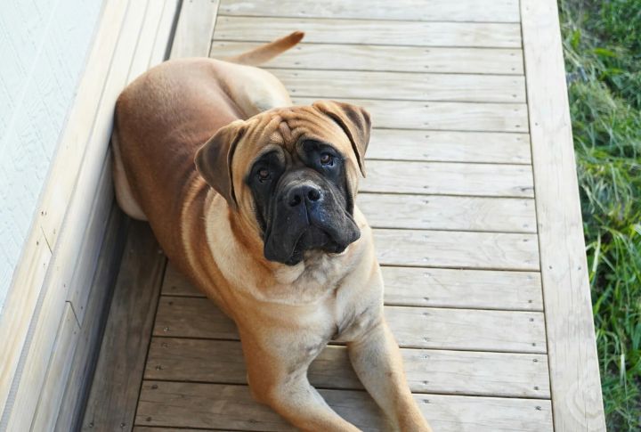 Bullmastiff