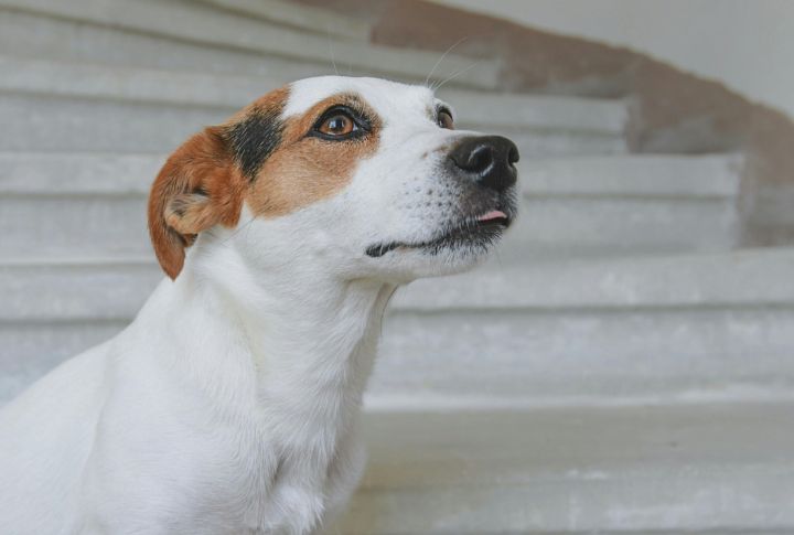 Jack Russell Terriers