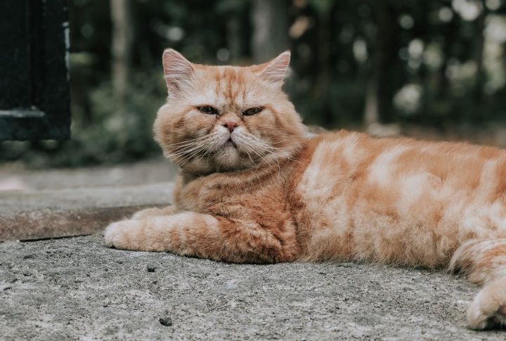 Cats: The Unsinkable Mascot