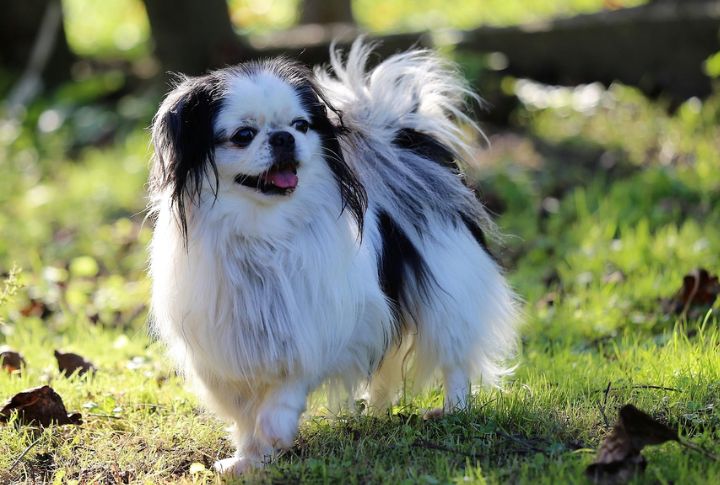 Japanese Chin