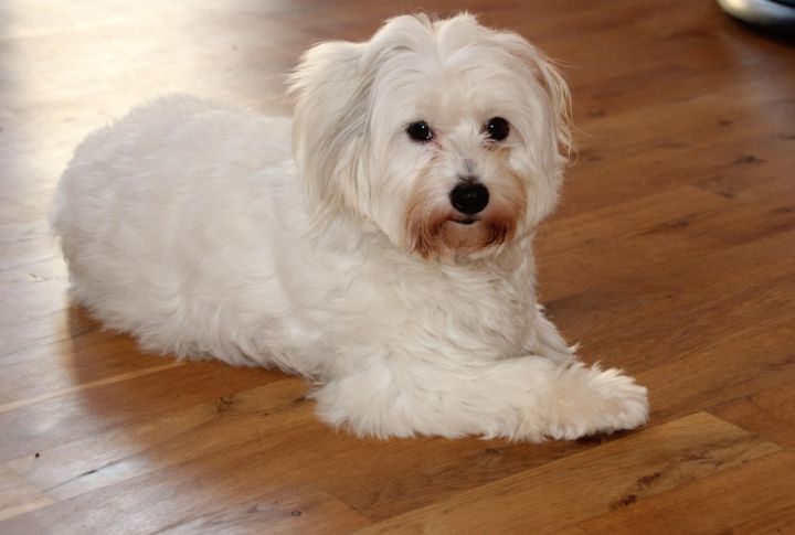 Coton De Tulear
