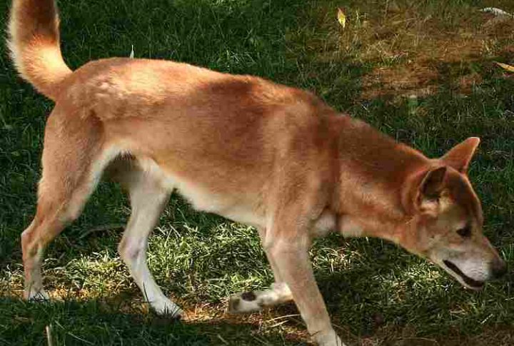 New Guinea Singing Dog